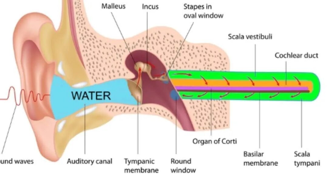 Вода в ухе. Где хранится вода в ушах. Холодная вода в ухо тест.