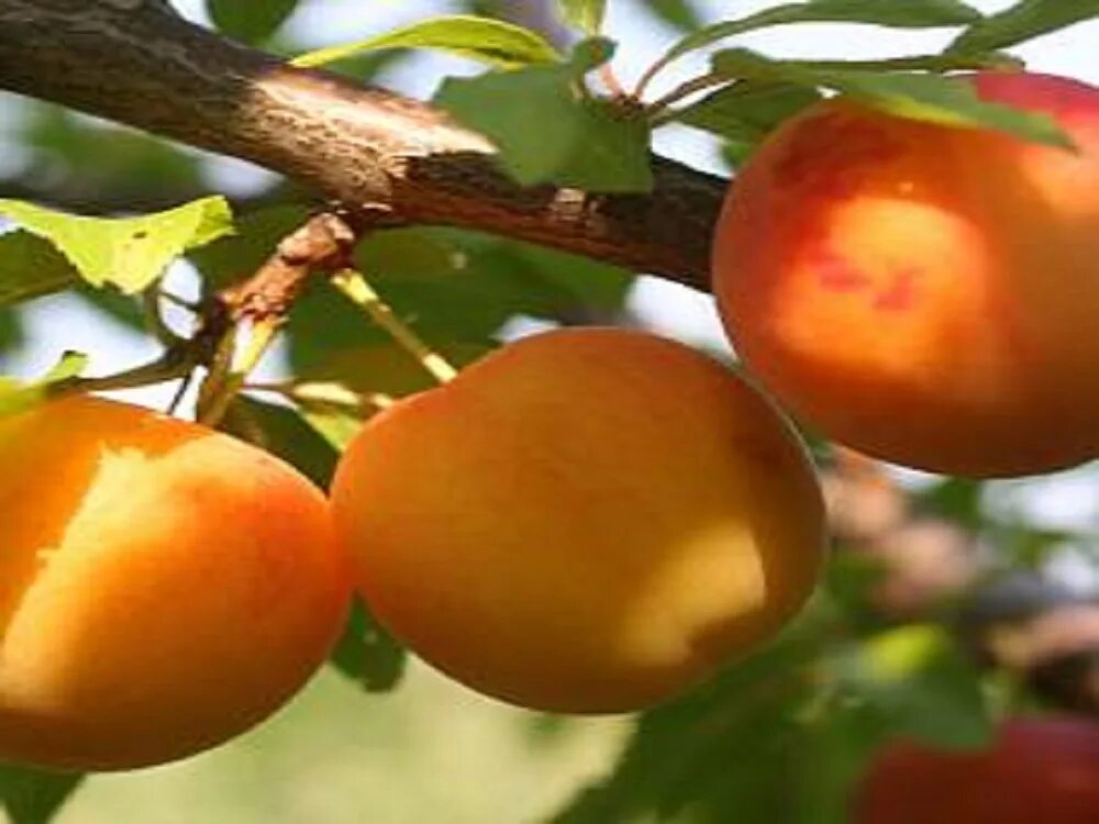 слива абрикос гибрид шарафуга. шарафуга (гибрид) голд. шарафуга голд. шарафуга голд. шарафуга голд.