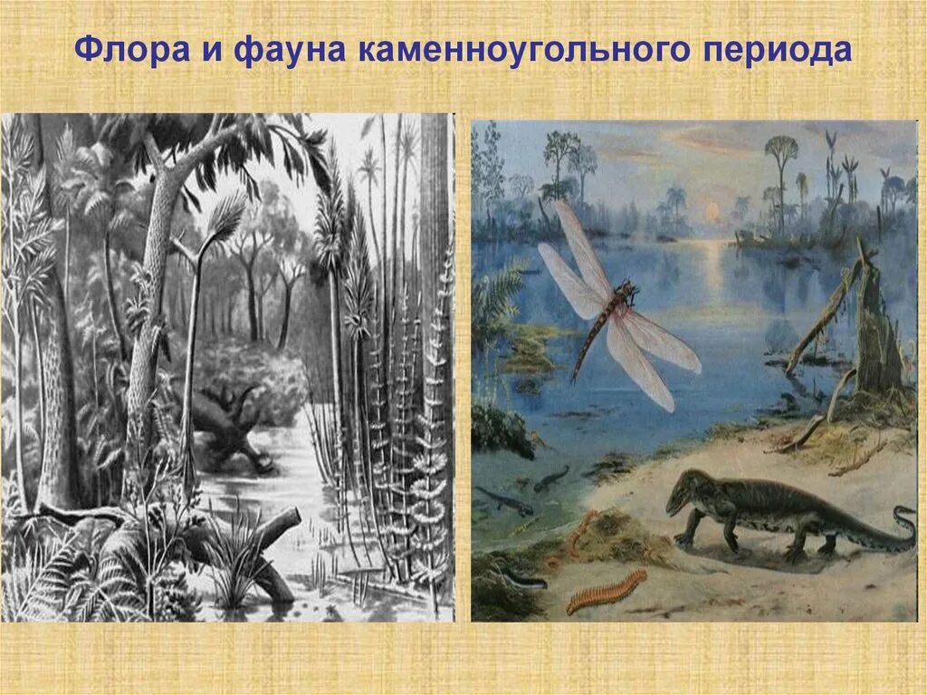 Карбон эра период. Карбон каменноугольный период. эра палеозой карбон. карбон палеозойская эра животные. каменноугольная эра растительный мир.