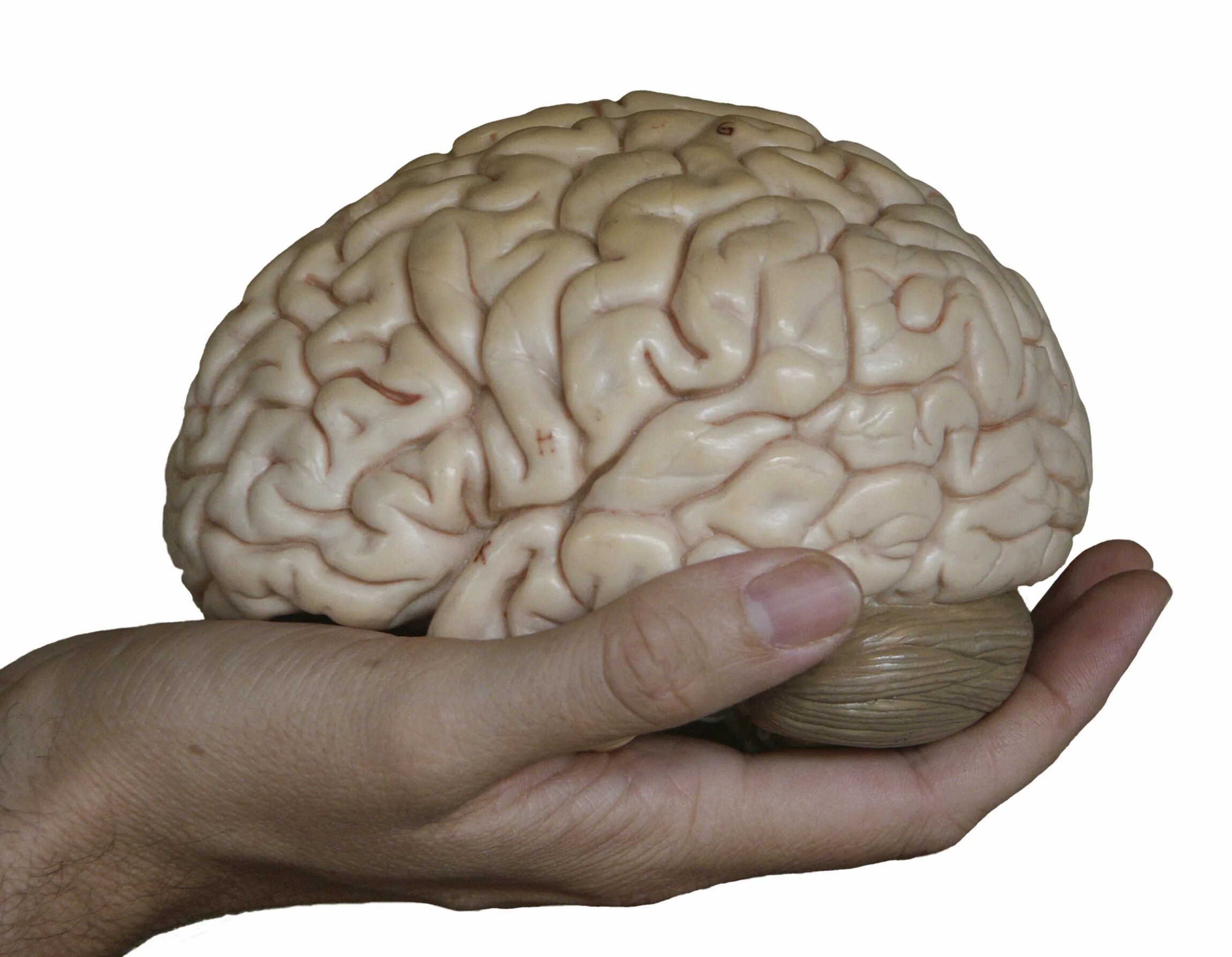 Картинка про мозг. Мозг в руках.