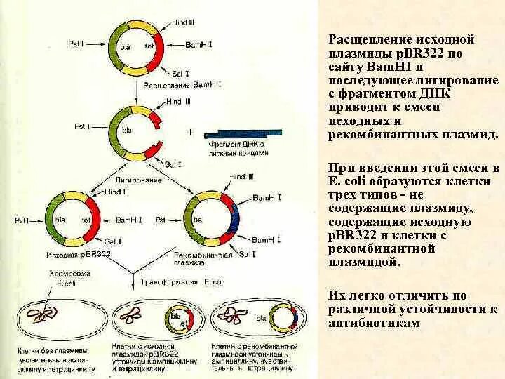 Схема получения рекомбинантной плазмиды. Рекомбинантных плазмид. Создание рекомбинантных плазмид. Этапы метода рекомбинантных плазмид.