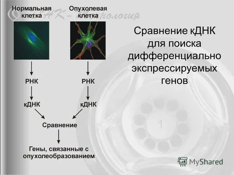 Комплиментарные днк