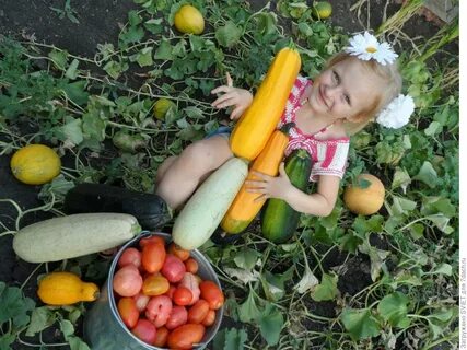 Сон собирать овощи