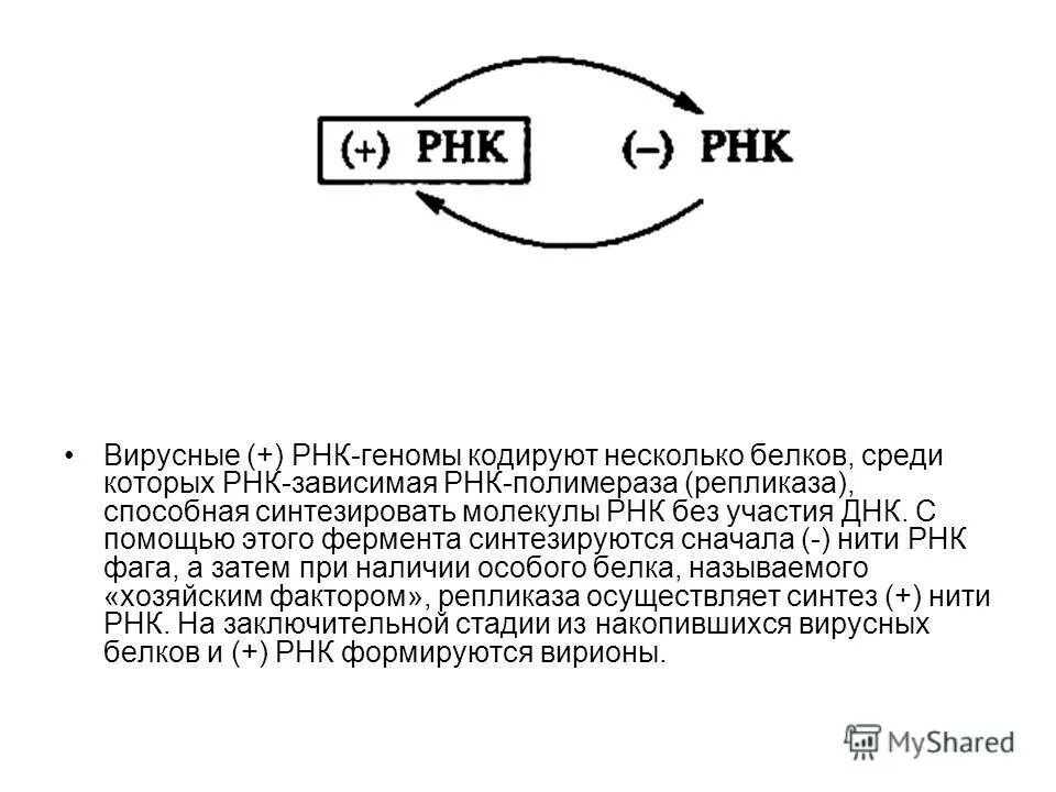 Рнк зависимая рнк полимераза