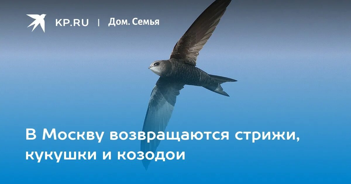 Научно познавательный рассказ о стрижах. Научно познавательный рассказ о стрижах. Научно познавательный рассказ о стрижах. Стрижи презентация 4 класс. Сообщение о стрижах 4 класс кратко.