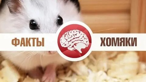 Шифт хомяк 10 июля