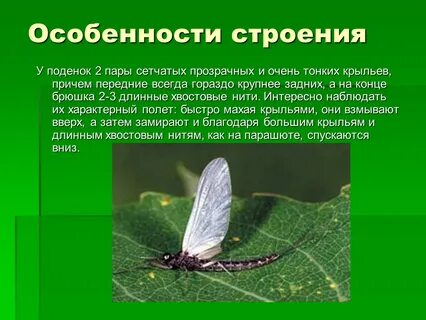 Особенности крыльев