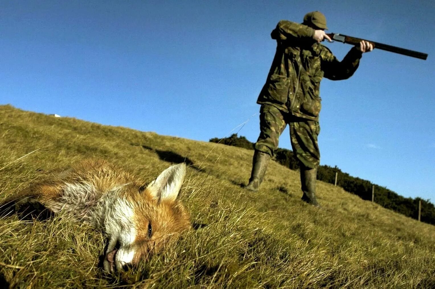 Fox hunting. Фокс Хантинг. Охотник с ружьем.