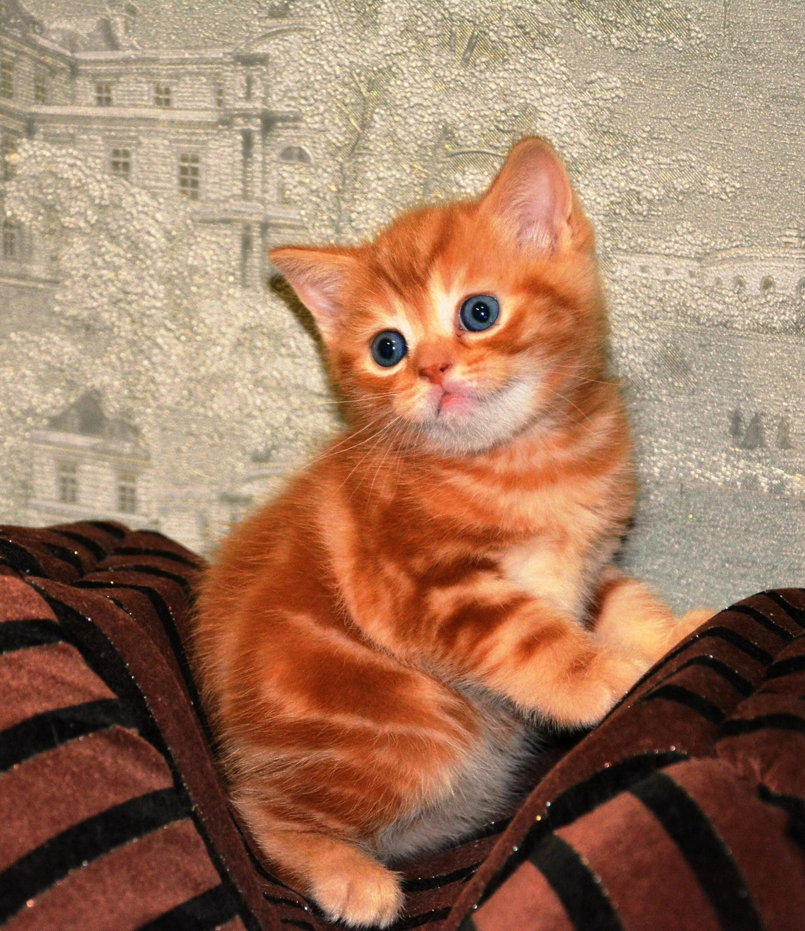 Шотландские котята спб. Скоттиш страйт рыжий. Шотландские котята рыжие прямоухие. Шотладскийскотиш страйт. Шотландская прямоухая рыжий кот.