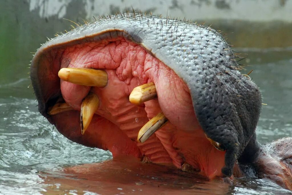 Бегемот энциклопедия. Сапгир крокодил и петух. Крокодил утконос. Стих крокодил и петух. Составь рассказ со словами бегемот крокодил петух утконос.