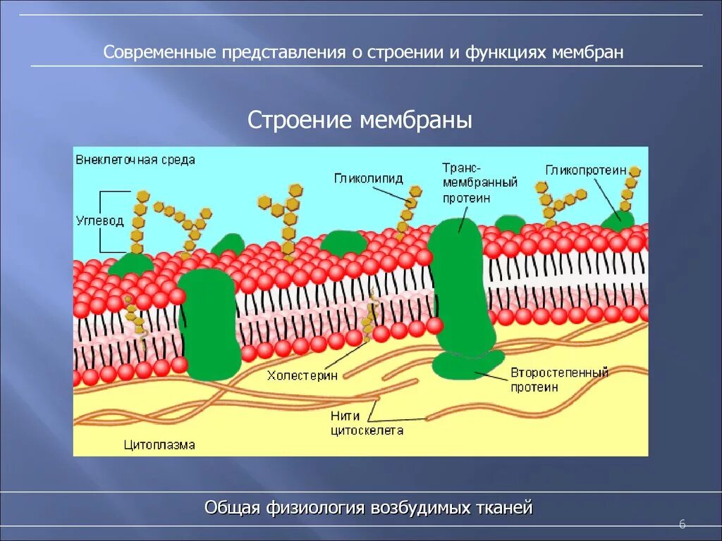 Структура клетки плазматическая мембрана. Схема строения плазматической мембраны клетки. Строение клеточной мембраны физиология. Строение плазматической мембраны клетки рисунок.