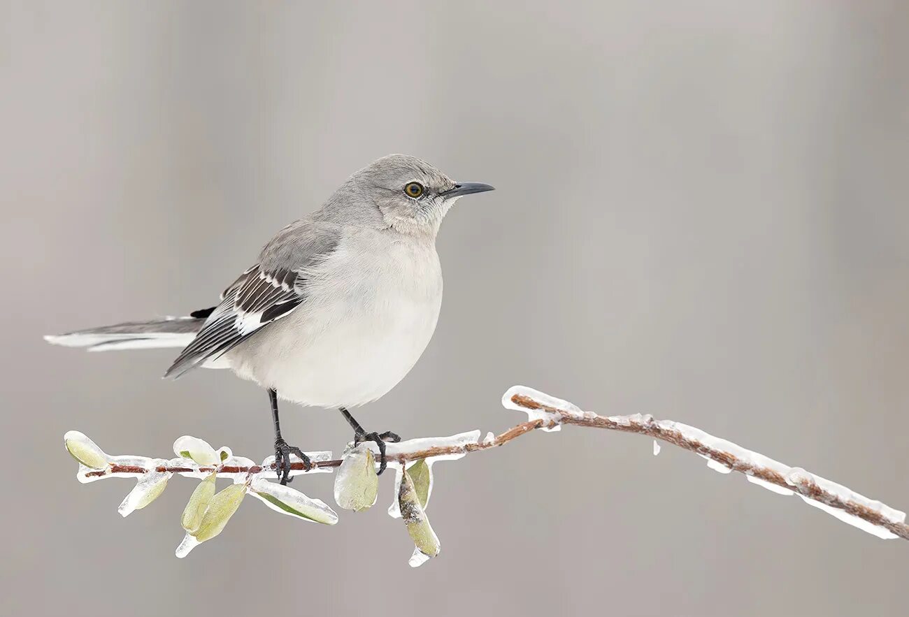 Многоголосый пересмешник. Чайка пересмешник. Дрозд пересмешник. Пересмешник птица. Дрозд пересмешник.