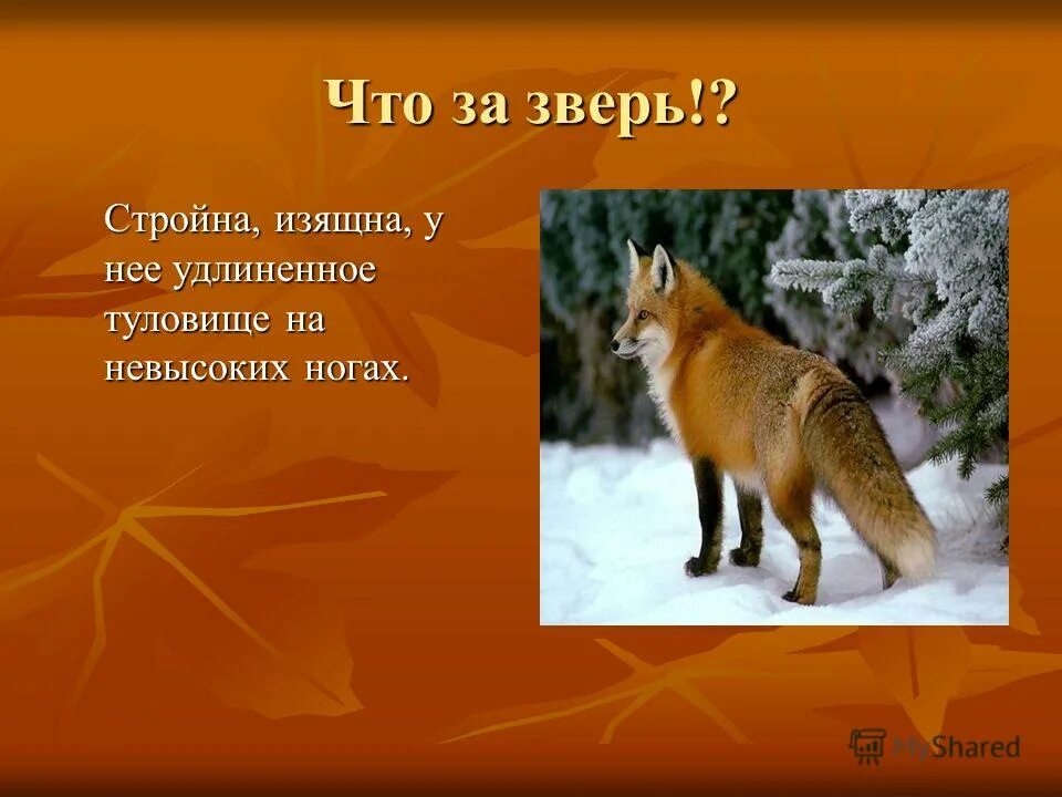 Презентация на тему лиса. Повадки лисы. Какие повадки у лисы. Повадки лисы для детей. Повадки лисов