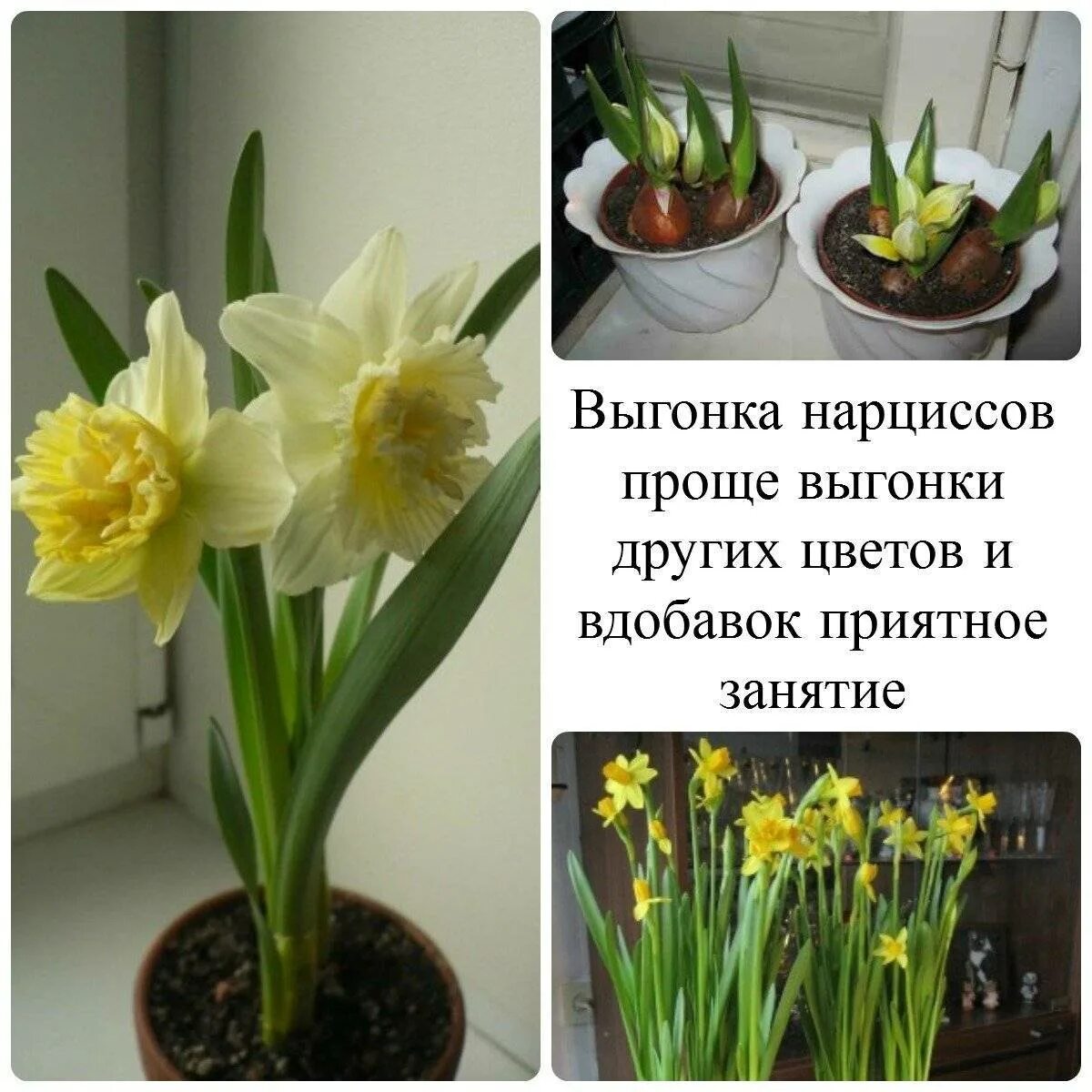 Почему не цветут нарциссы в открытом. Луковичные нарциссы. нарцисс трубчатый луковицы. нарцисс тет делюкс. нарцисс цветок клубень.