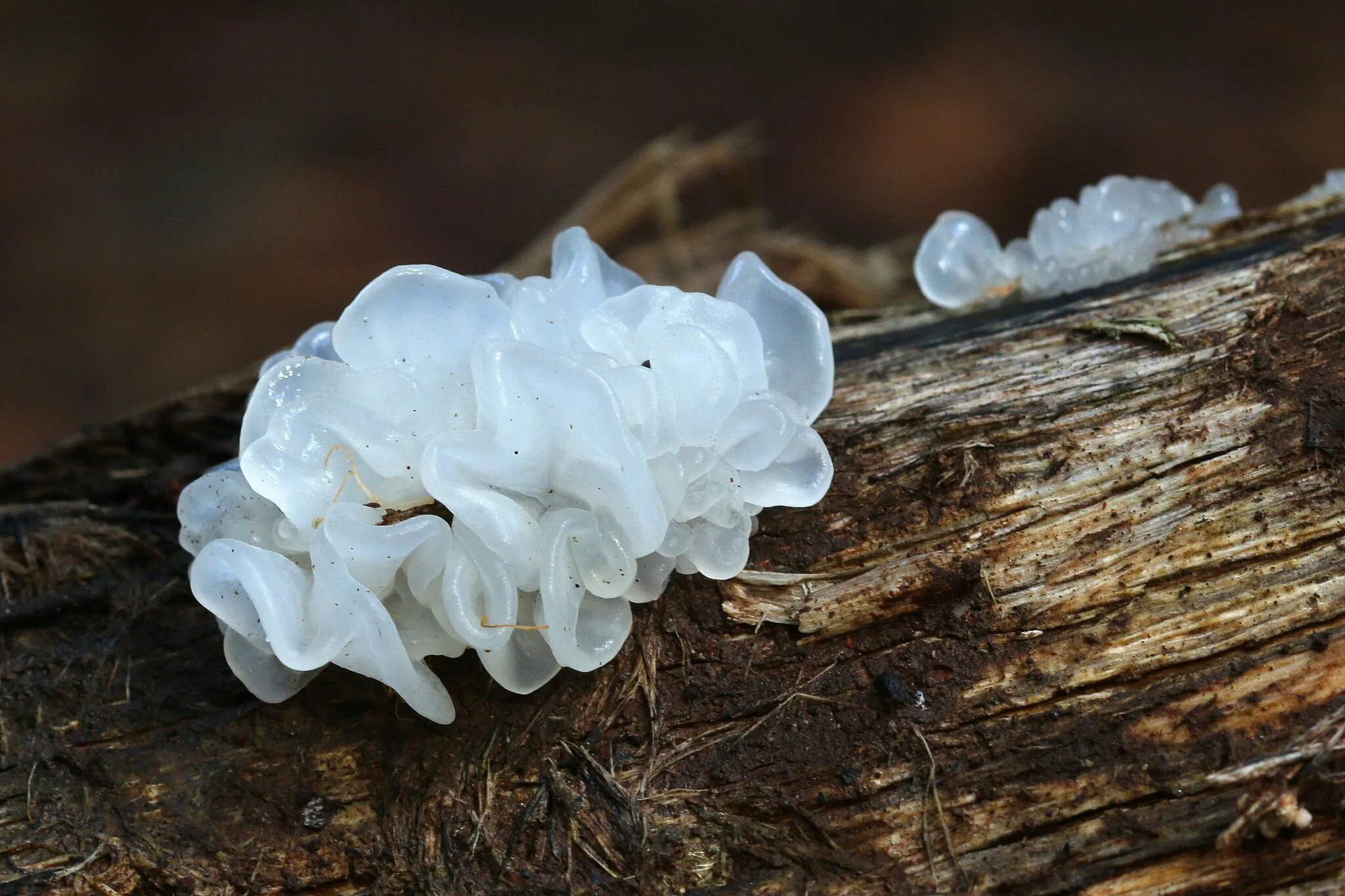 Белые гребешки. Tremella fuciformis. гребешки белые древесные грибы. китайский гриб белый гребешки. белый древесный гриб тремелла.