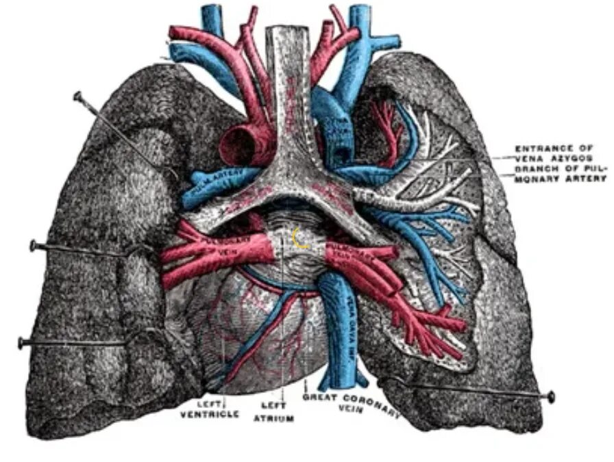 Ворота легкого образования. Легочные артерии анатомия. Топографическая анатомия легочных артерий. Топографическая анатомия сосудов легкого. Сердце анатомия легочная артерия.