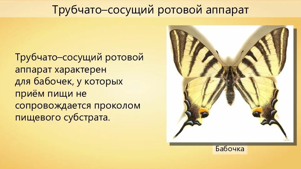 Сосущий ротовой аппарат бабочки. Ротовой аппарат, характерный для бабочек?. Ротовой аппарат бабочки крапивницы. Для чешуекрылых характерен ротовой аппарат.