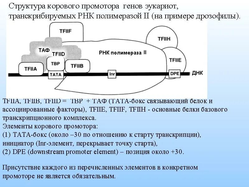 Соединение рнк полимеразы с промотором