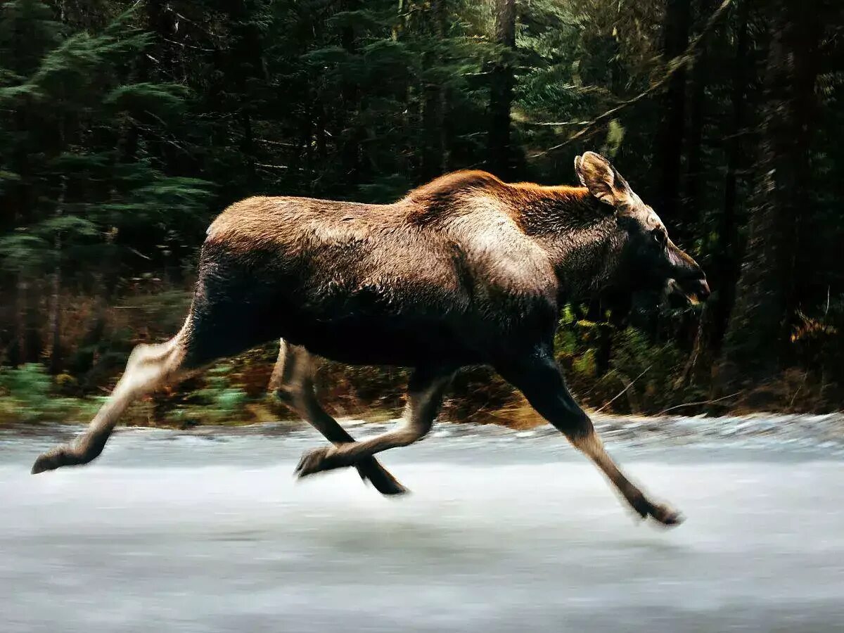 Спина лося. Аляскинский Лось. Лось бежит. Олень бежит в лесу. Олень в прыжке.