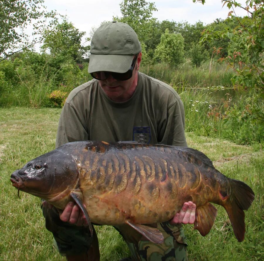 Сазан и карп. Нивчанский карп. Карп где найти. Рыба карп. Рыбалка на карпа.