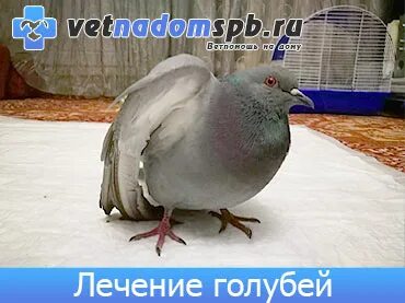 Домашние голуби болезни