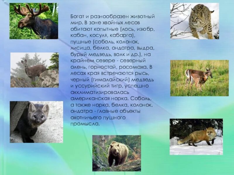 Животные хвойного леса. Животный мир в хвойных лесах. Животные обитающие в хвойных лесах. Животный мир Хабаровского края.