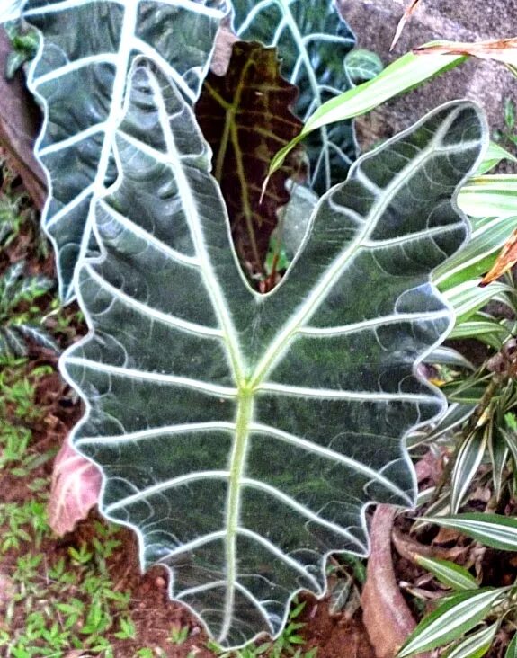 Алоказия сандера alocasia sanderiana. Алоказия сандера полли. Алоказия сандериана sanderiana. Алоказия calidora. Алоказия сандериана.