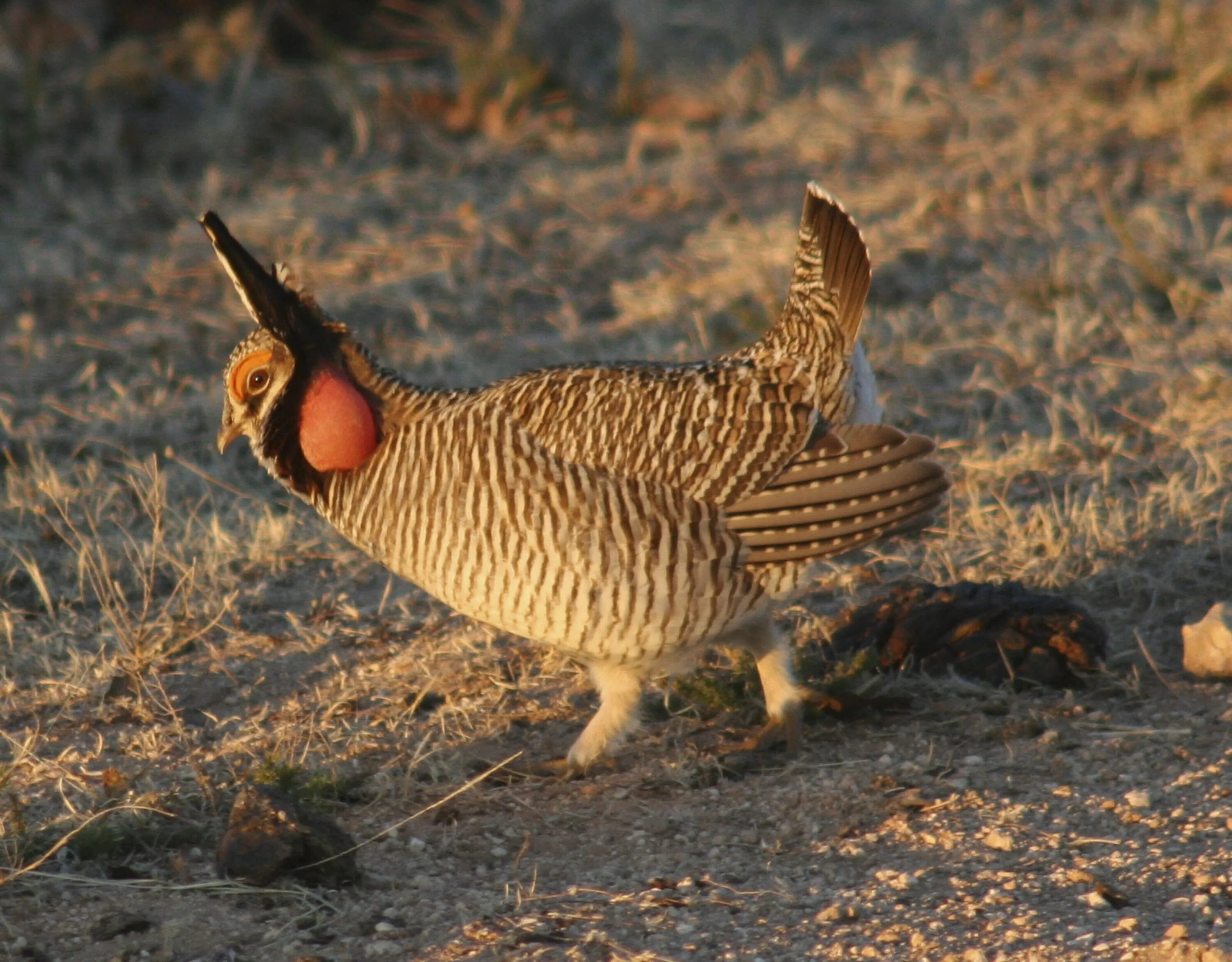 Us wildlife. Луговой тетерев (Tympanuchus Cupido). Острохвостый тетерев. Луговой тетерев / Tympanuchus pallidicinctus. Вересковый тетерев.