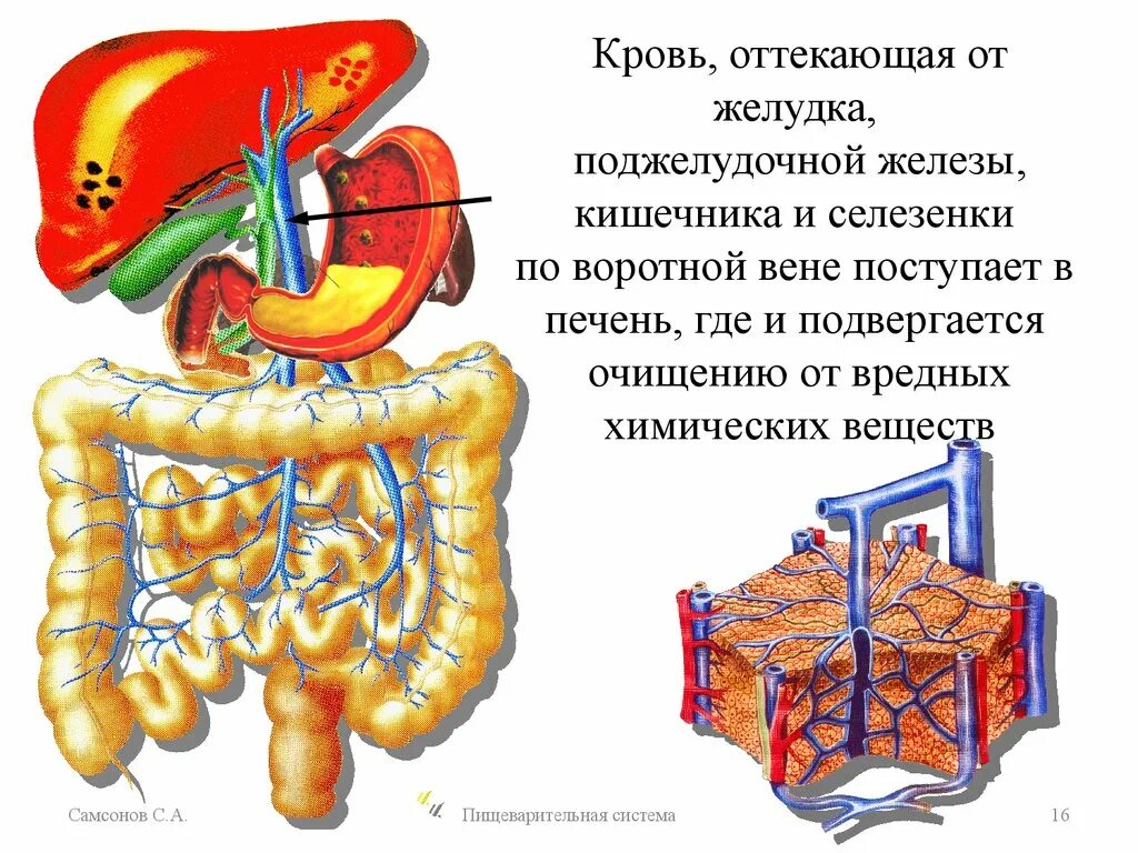 Селезенка желудок поджелудочная железа. Поджелудочная железа и тонкий кишечник.