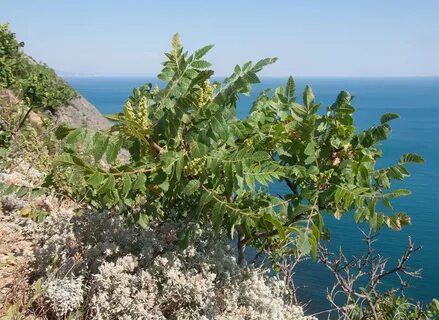 Дерево растет в море