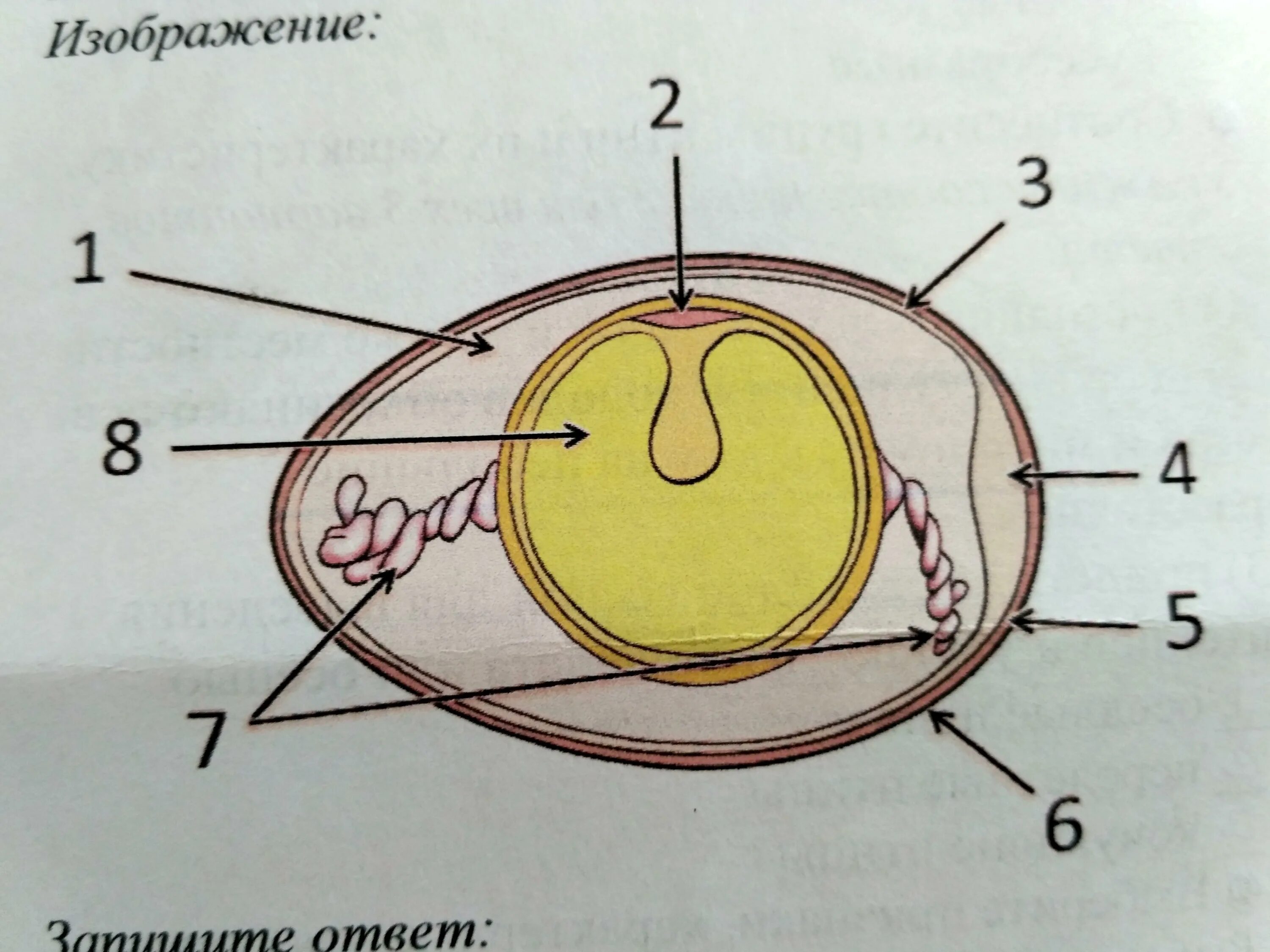 Появление яйцевых оболочек. Строение яйца яйцевые оболочки. Строение яйца птицы. Строение яйцевых оболочек. Яйцо строение биология.