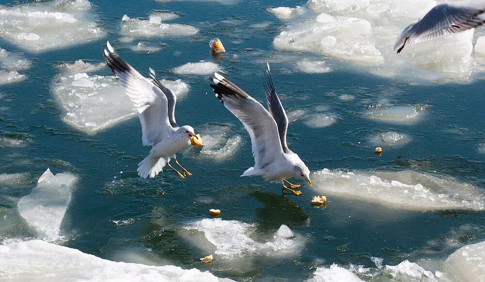 Море волны чайки. Лебедь в полете. Лебеди летят. Чайки над водой. Птицы на озере.