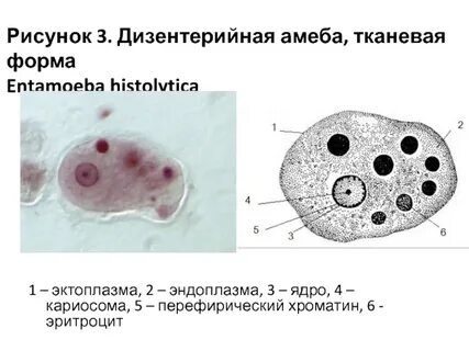 Тканевая форма