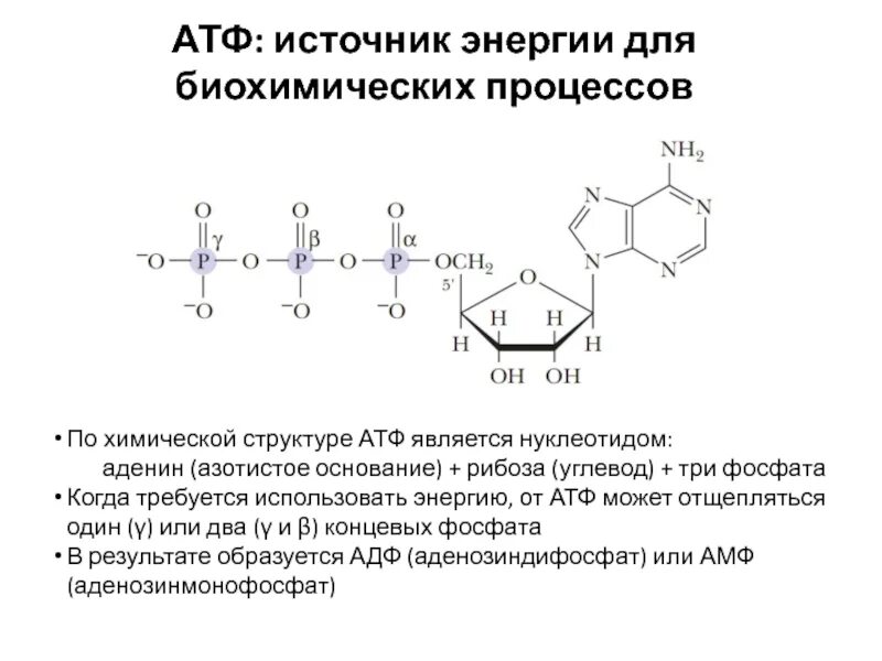 Углеводом атф является. Структура и строение атф. хим структура атф. атф состав и строение. химическая структура атф биохимия.