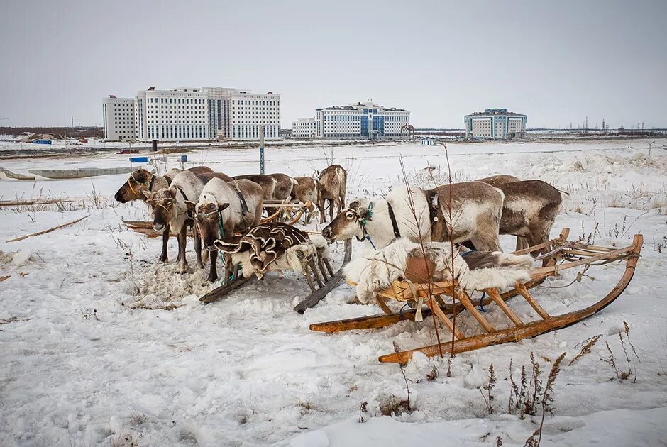 Салехард город на Полярном круге. Салехардская тундра. Полярный круг Салехард. Город Салехард природа. География салехарда