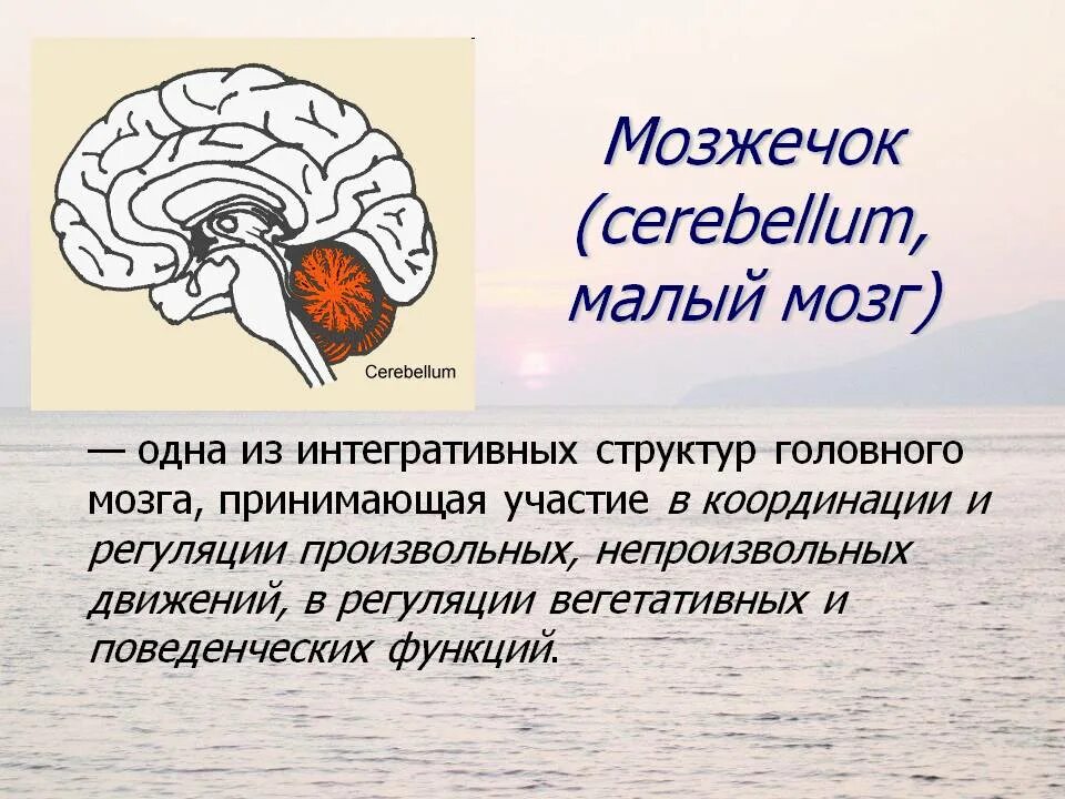 Функции отделов головного мозга мозжечок. Мозжечок отдел головного мозга. Функции мозжечка в головном мозге. Отдел головного мозга мозжечок мозг функции.