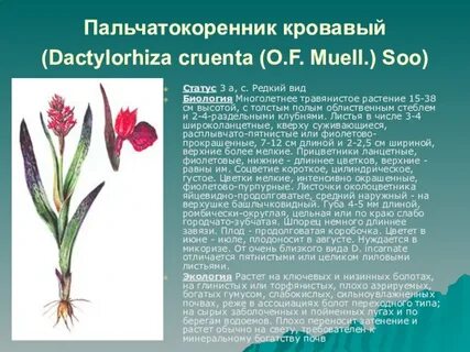 Растения красной книги красноярского края