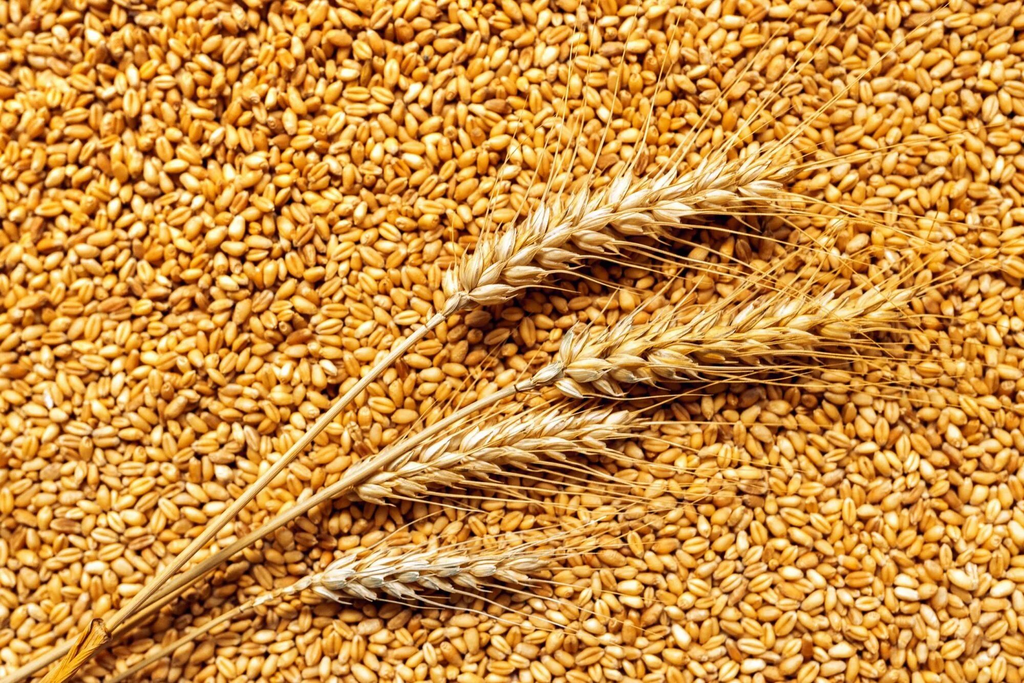 Ячмень производство. Пшеница Яровая Архат. Яровая семенная пшеница. Зерно озимой и Яровой пшеницы. Пшеница фуражная.