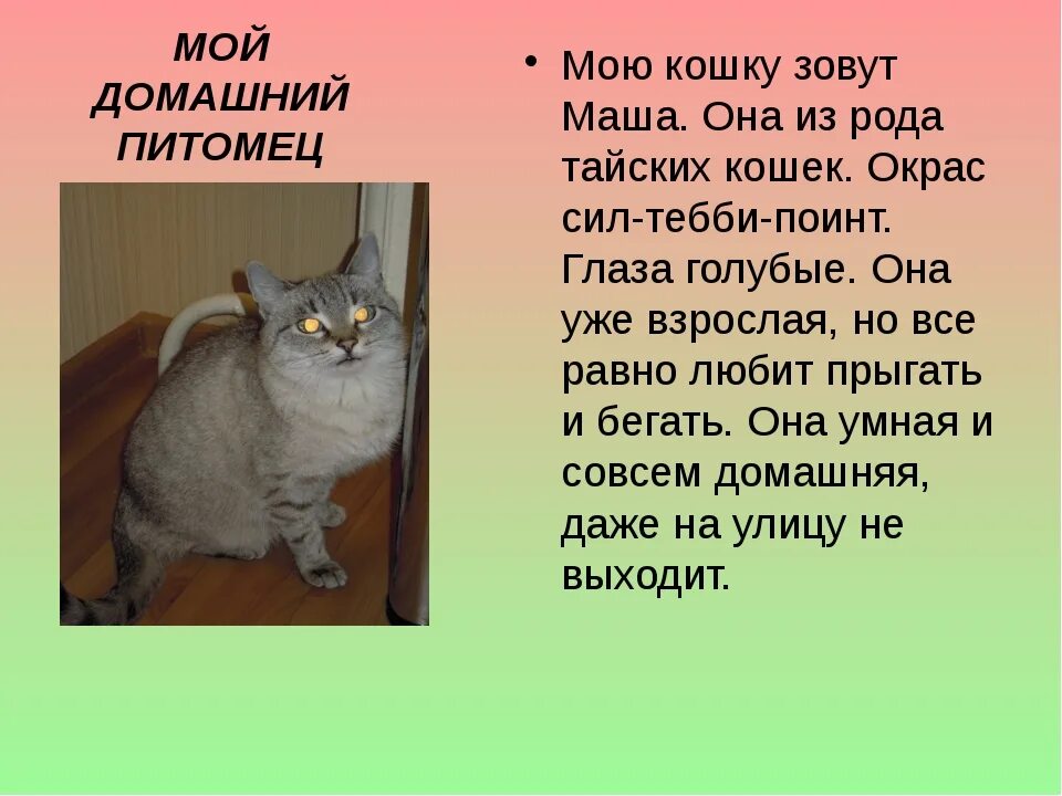 Краткое содержание коту