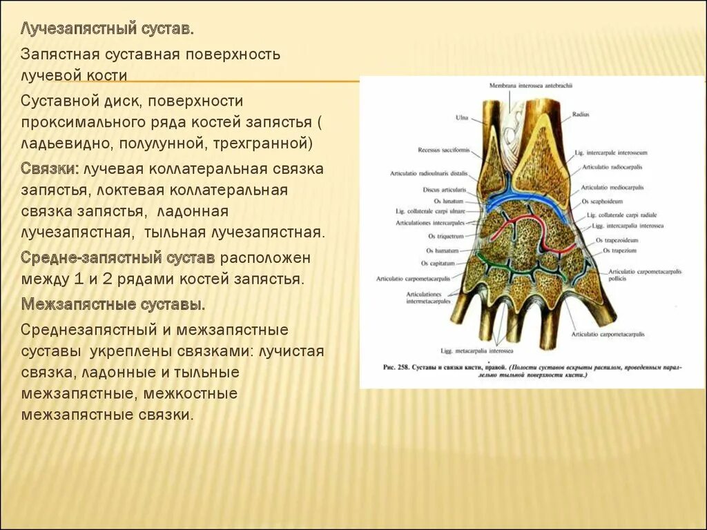 Строение лучезапястного сустава по схеме. Лучезапястный сустав кости образующие сустав. Лучезапястный сустав анатомия образован. Лучезапястный сустав анатомия оьращован. Соединения костей запястья