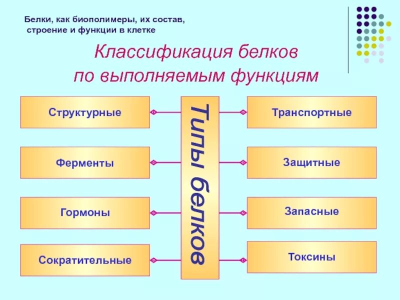 2 типа белков. Биополимеры белки строение функции. биополимеры белки схема. биологические полимеры белки их структура и функции. классификация белков по выполняемым функциям.
