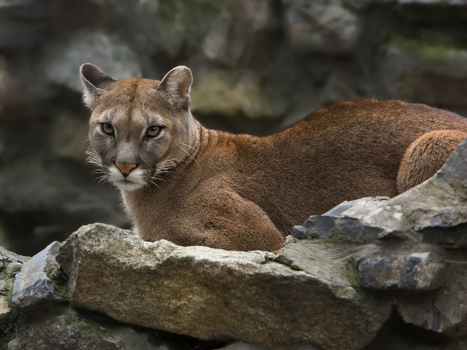 Флоридская пума. Стоун кугуар. Флоридская пума. Пума горный лев. Калифорнийская пума.