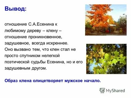Дерево есенина