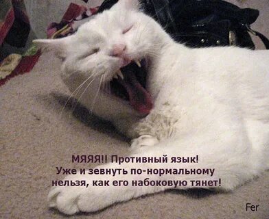 Можно ненадо мем