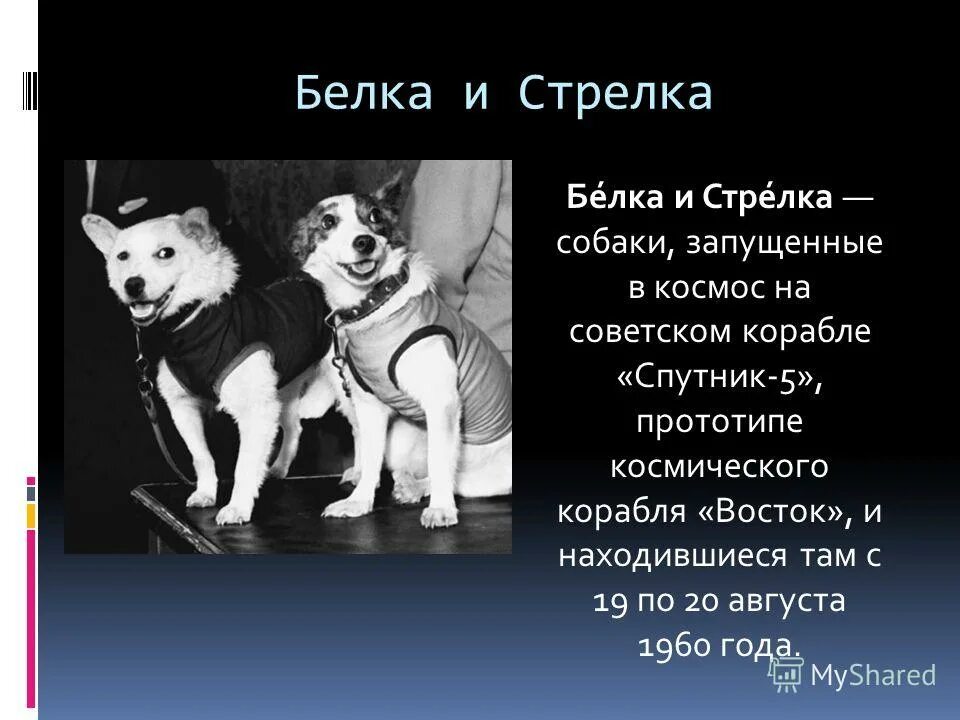 Белка и стрелка возраст. Белка и стрелка. белку и стрелку. порода белки и стрелки. собаки запущенные в космос.