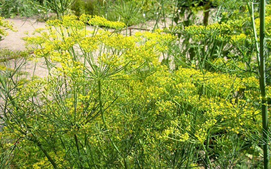 Укроп тип. Укроп соцветие. Anethum graveolens. Фенхель огородный. Володушка укроп.