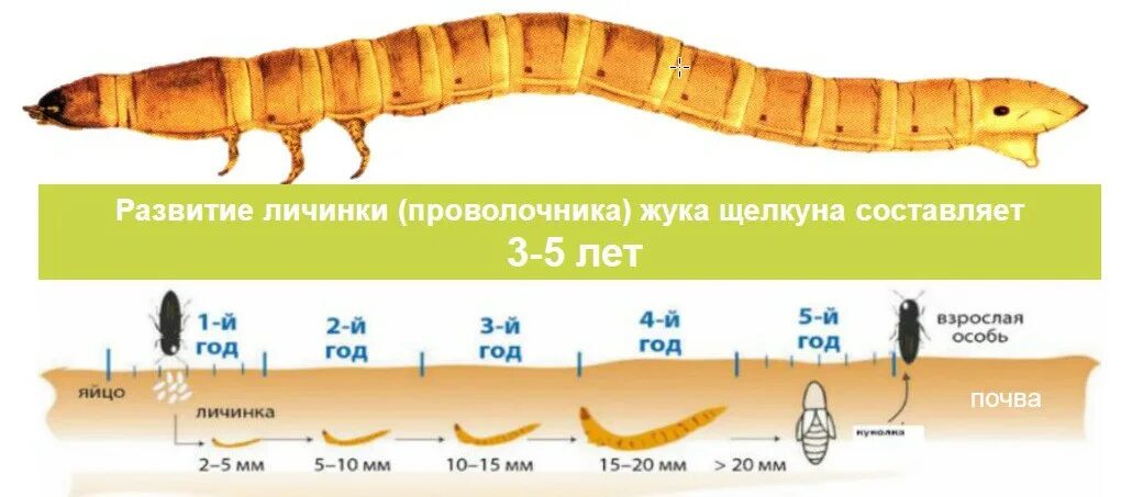 В какой среде обитания вредят личинки щелкуна. Жук Щелкун фазы развития. Жук-Щелкун проволочник. Жук Щелкун жизненный цикл. Личинка жука щелкуна.