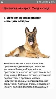 Сколько носят овчарки