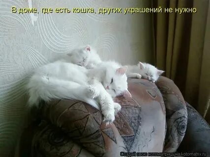В большом доме есть кошки