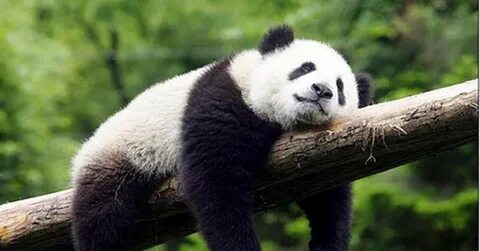 Panda am